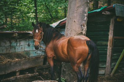 Horse standing in ranch