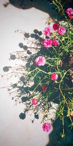 High angle view of pink flowering plants on land