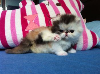 Portrait of cute kitten relaxing on bed