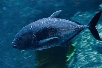Fish swimming in sea
