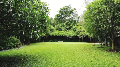 Scenic view of green landscape