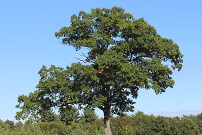 Low angle view of trees against sky