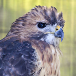 Close-up portrait of owl