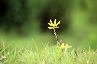 Close-up of flowering plant on land