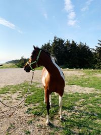 Horse standing in ranch