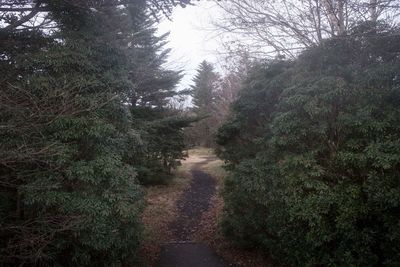 Dirt road amidst trees against sky