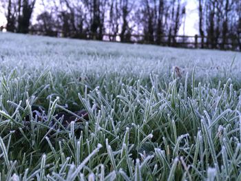 Close-up of snow on land