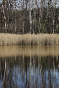 reflection