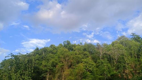 Low angle view of trees against sky