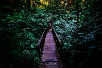 Walkway amidst trees in forest