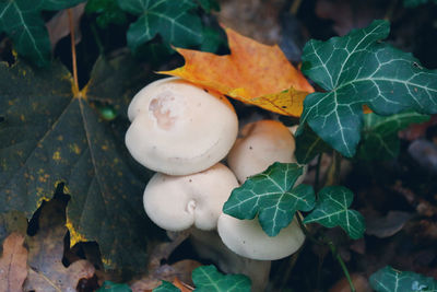 Close-up of mushrooms growing by plants