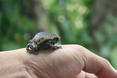 Close-up of hand holding small lizard