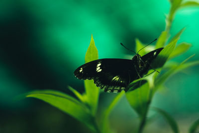 Close-up of butterfly pollinating on flower