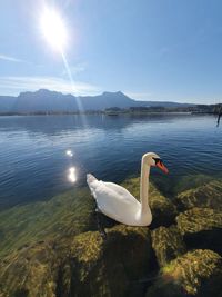 Swan in lake against sky