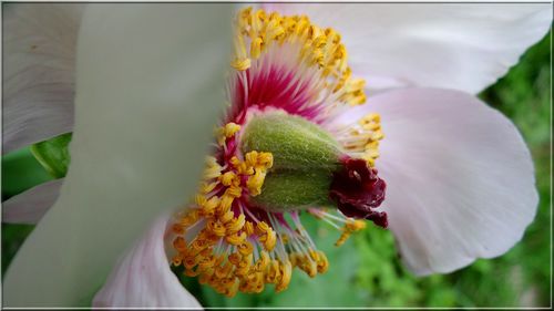 Close-up of yellow flowers