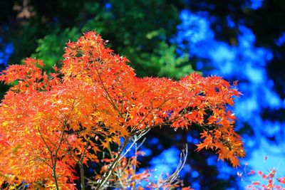 Close-up of tree against blurred background