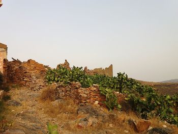 Plants growing on land against clear sky