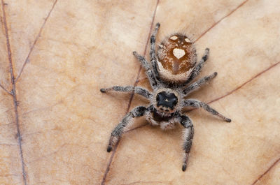 High angle view of spider