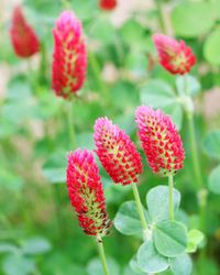 Close-up of red flowers blooming outdoors