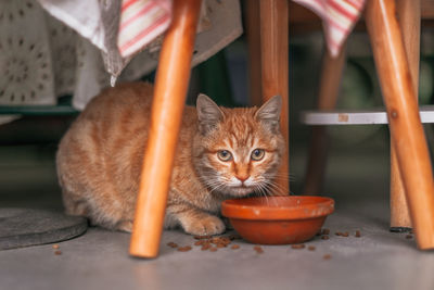 Portrait of cat sitting on seat