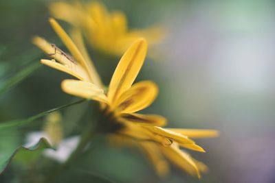 Close-up of yellow flower