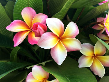 Close-up of frangipani on plant