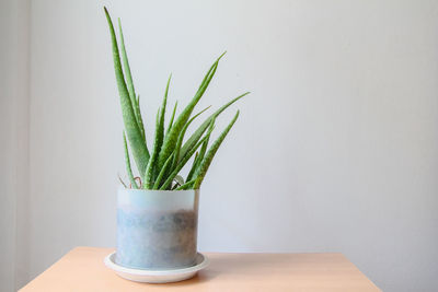 Close-up of potted plant on table