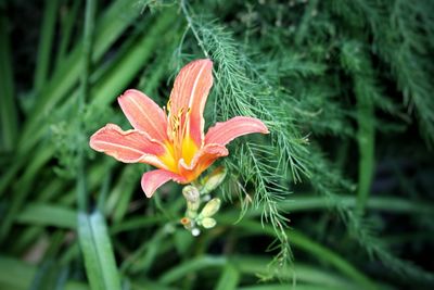 Close-up of day lily blooming outdoors