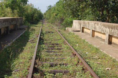 Railroad track in forest