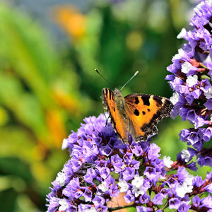 Close-up of butterfly pollinating on purple flower