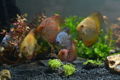 Close-up of fish swimming in sea