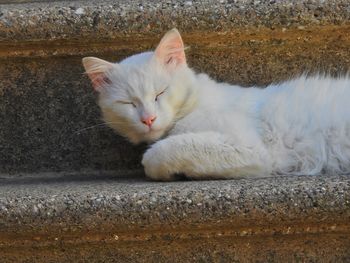 Close-up portrait of white cat resting on concrete
