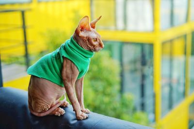 Portrait of dog wearing sunglasses outdoors