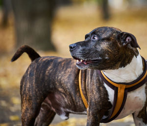 Adult brown american pit bull terrier stands in an autumn park and looks to the side.