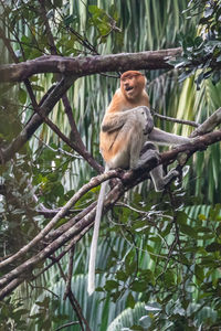 Low angle view of monkey sitting on tree in forest