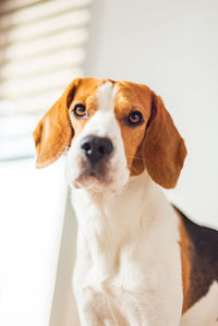 Beagle dog with big eyes sits and looking towards the camera in bright interior
