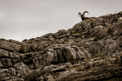 Ibex on the platé desert. facing mont blanc, the platé desert is mainly composed of lapiaz.