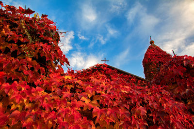 Low angle view of red flowering plants against sky