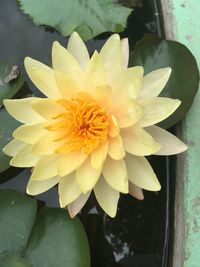 Close-up of white and yellow flower