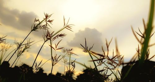 Close-up of silhouette plants on field against sky during sunset