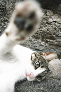 Close-up portrait of tabby cat