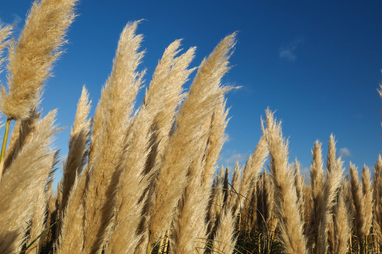 blue, growth, nature, low angle view, tranquility, tree, beauty in nature, sky, clear sky, day, tranquil scene, outdoors, scenics, no people, close-up, crop, abundance, growing, field, backgrounds