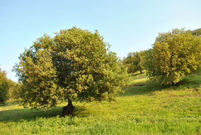 Trees on landscape against clear sky