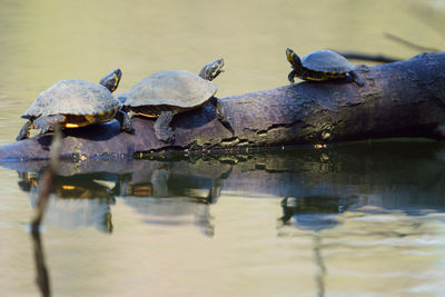 Close-up of crab in lake