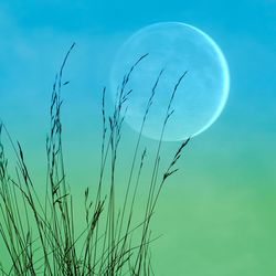 grass