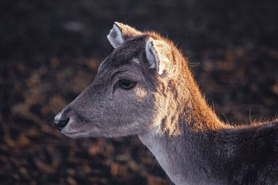 Close-up of giraffe