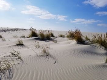 Beach dunes and grasses 