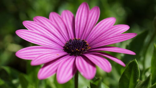 Close-up of pink flower