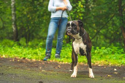 Boxer dog for a walk with the owner.