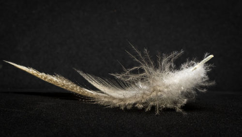 Close-up of feather against black background